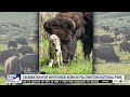 Celebration for white bison born in Yellowstone