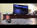 PS5 Slim Gran Turismo 7 Online Race