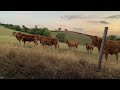Charlie and the Giant Cows. Part 1.                   RC ASMR no talking (but some light chuckles)