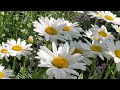 COMMON DAISY (Bellis Perinnes) SUMMER2024 #flowers #summerflowers #Montreal #summer2024