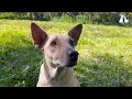 Losing puppies, she crawled to find them and sat there crying in despair​