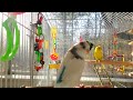 Parakeets Chirping for lonely budgies/parakeets 1 and 1/2 HOURS