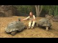 Meet the San Diego Zoo's Galapagos Tortoises