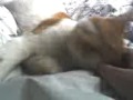 Kitten Kam - Arthur Fell Asleep!