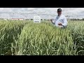 Big Horn™ Premium Forage Wheat