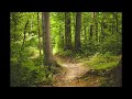 Relaxing Forest sounds, birds chirping, amazing nature sounds