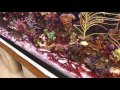 How to get rid of Cyanobacteria - Red Slime Algae