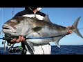 The Incredible Bulk - Samson Fish of Australia - SL