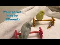 How to Clip a Parrot's Wings:  Easy Steps!