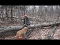 Clearing Forest for New Buildings, The Chainsaws I Use and Preparing for Maple Sugar Season