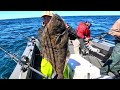 600'-800' DEEP WATER LIVE BAIT FISHING for Halibut -Lingcod & Yellowtail.