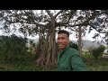 The Old Banyan Tree In The Graveyard | Beautiful Like a Bonsai Tree | Extreme | natural state tv