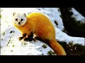 The Marten: The Animal & The Totem