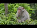 Amazon Wildlife In 4K - Animals That Call The Jungle Home | Amazon Rainforest | Relaxing Music