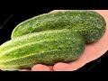 खीरा खरीदते वक्त ही पता चल जाएगा कि ये कड़वा है या नहीं, बस अपनाएं ये ट्रिक्स। Cucumber Benefits