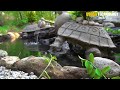 Rescue Turtle From Dry Up Place Build Tortoise Pond And Fish Pond