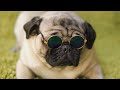 Understanding and Managing Brachycephalic Breathing Problems in Pugs