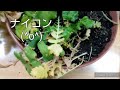 間引きしたヒョロヒョロダイコン苗を植えてみた