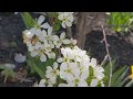 Honeybee Pollinating Cherry Blossoms