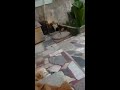 Mis perritos jugando 4