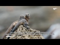 BBC Earth - Planeta Tierra II: Iguana VS Serpiente | #0 de Movistar+