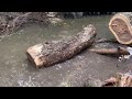 Incredible‼️ Amazing skills cutting huge tree with strongest chainsaw.