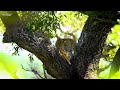 4K African Wildlife : Ol Pejeta Conservancy, Kenya - Scenic Wildlife Film With Inspiring Music