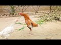 Aseel Roosters Crowing in Fast, Normal and Slow Motion | Rooster Crowing Compilation | Seval Sound