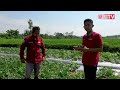 Polinasi Semangka Secara Manual untuk Hasil Buah Maksimal