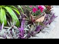 The art of gardening taken to another level | Tropical garden