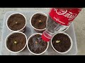 How to grow Cherry Plant at home - The Easiest Way to Grow Cherry from Seeds