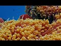 Aquarium 4K VIDEO (ULTRA HD) - Beautiful Coral Reef Fish - Sleep Relaxing Meditation Music #3