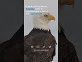 🎓 TRANSFORMA TU PODER INTERIOR | La Fábula del Águila y la Gallina 🦅🐔
