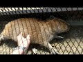 カピバラをモフる patting young capybara