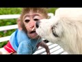Baby Monkey BonBon Make A Popcorn Rainbow And Swimming With Puppy and Duckling - BonBon Farm