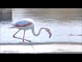 12-3-2023 flamingo at Lady's mile Cyprus