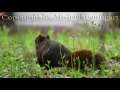 Wildlife - Eichhörnchen