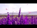 Relaxing Music & Birds Singing - Peaceful Piano Music by Soothing Relaxation