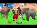 10 Zombie Lion Tigers vs Cow Cartoon Rescue Saved By Woolly Mammoth Elephant Giant Animal Fights