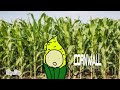 Corn Animation| From 2019 |Repost