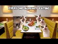 CAT MEMES: FAMILY VACATION COMPILATION TO VIETNAM + EXTRA SCENES