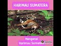 Harimau Sumatera.id com.