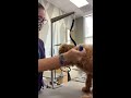 GoldenDoodle First Trim at the Groomer