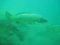 Karpfeninvasion am Neufeldersee