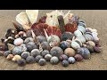 Finding Seashells at Low Tide | Moon Snails & Scallop Flats #shelling