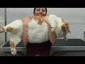 The Sumo Wrestler Cat Named Biggie Smalls | 43 POUNDS?