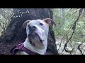 Hiking in Mt. Hood National Forest 🥾