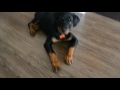 12 weeks rottweiler puppy training