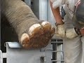 Elephant Manicure