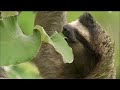 Three-toed Sloth: The Slowest Mammal On Earth | Nature on PBS